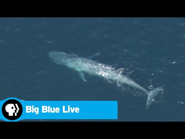 BIG BLUE LIVE | Historic Blue Whale Sighting | PBS | WPBS | Serving ...