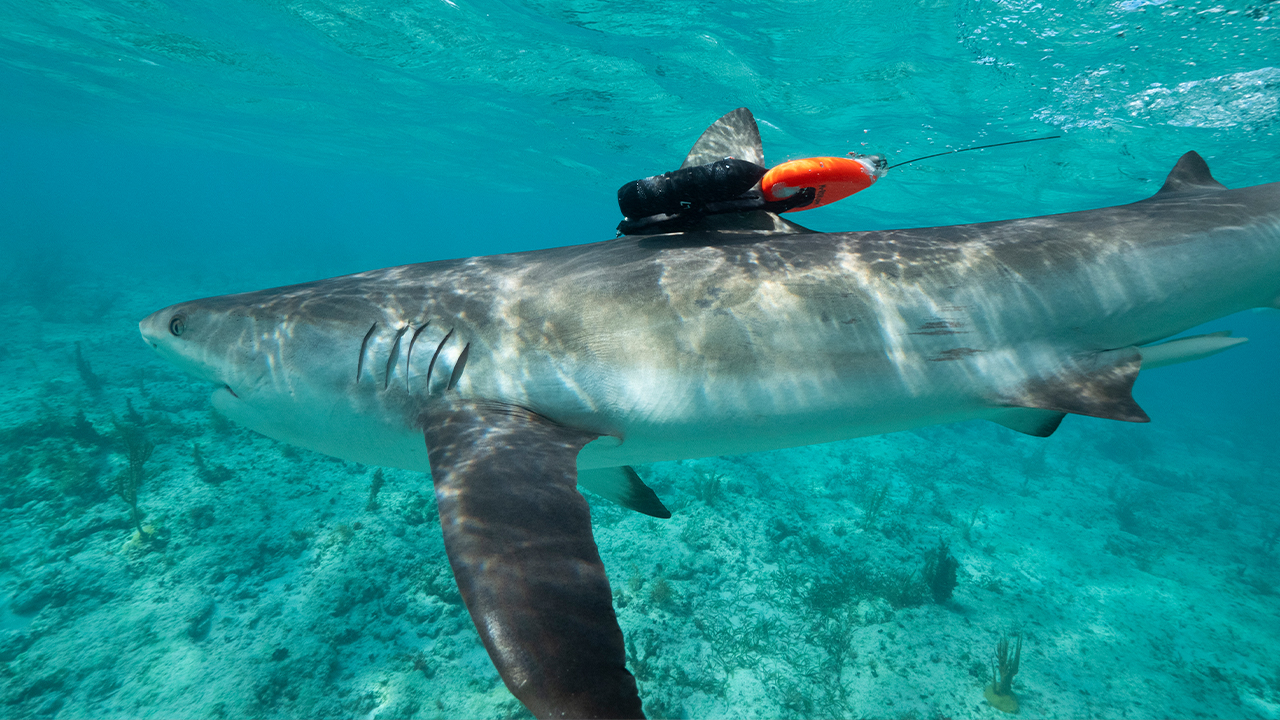 Animals with Cameras Oceans | WPBS | Serving Northern New York and ...